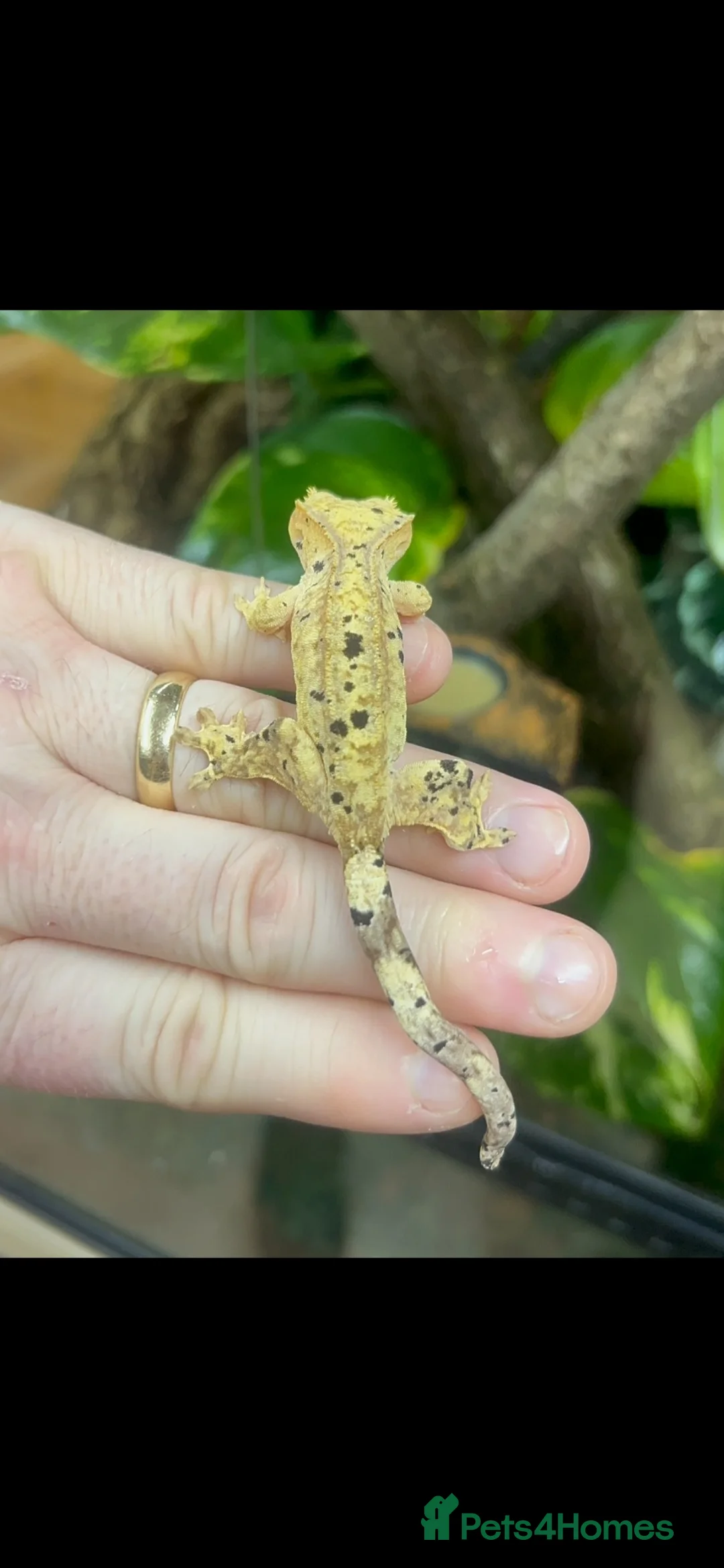 Gecko reptiles for sale: Ink spot/blotch super dalmation crested gecko - Advert 2