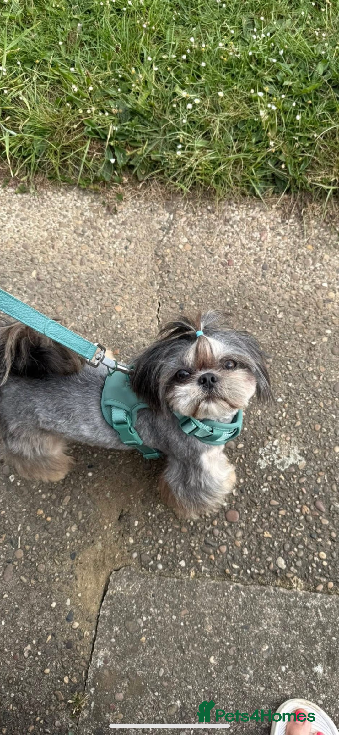 Shih Tzu dogs for sale: ✨Stunning Imperial puppies ✨ - Image 11