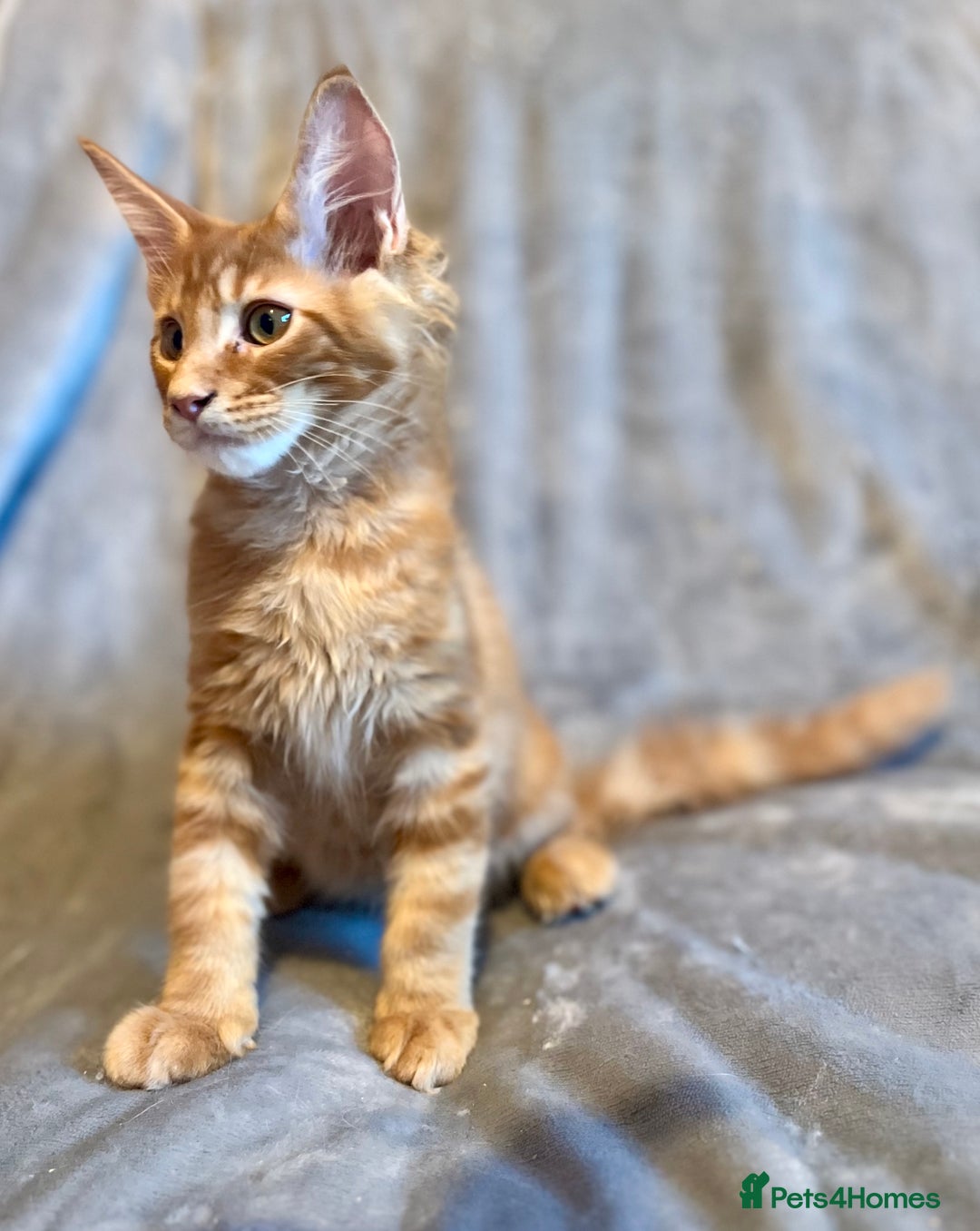 Maine Coon cats for sale: *READY* Stunning Tica Maine Coons - Image 28