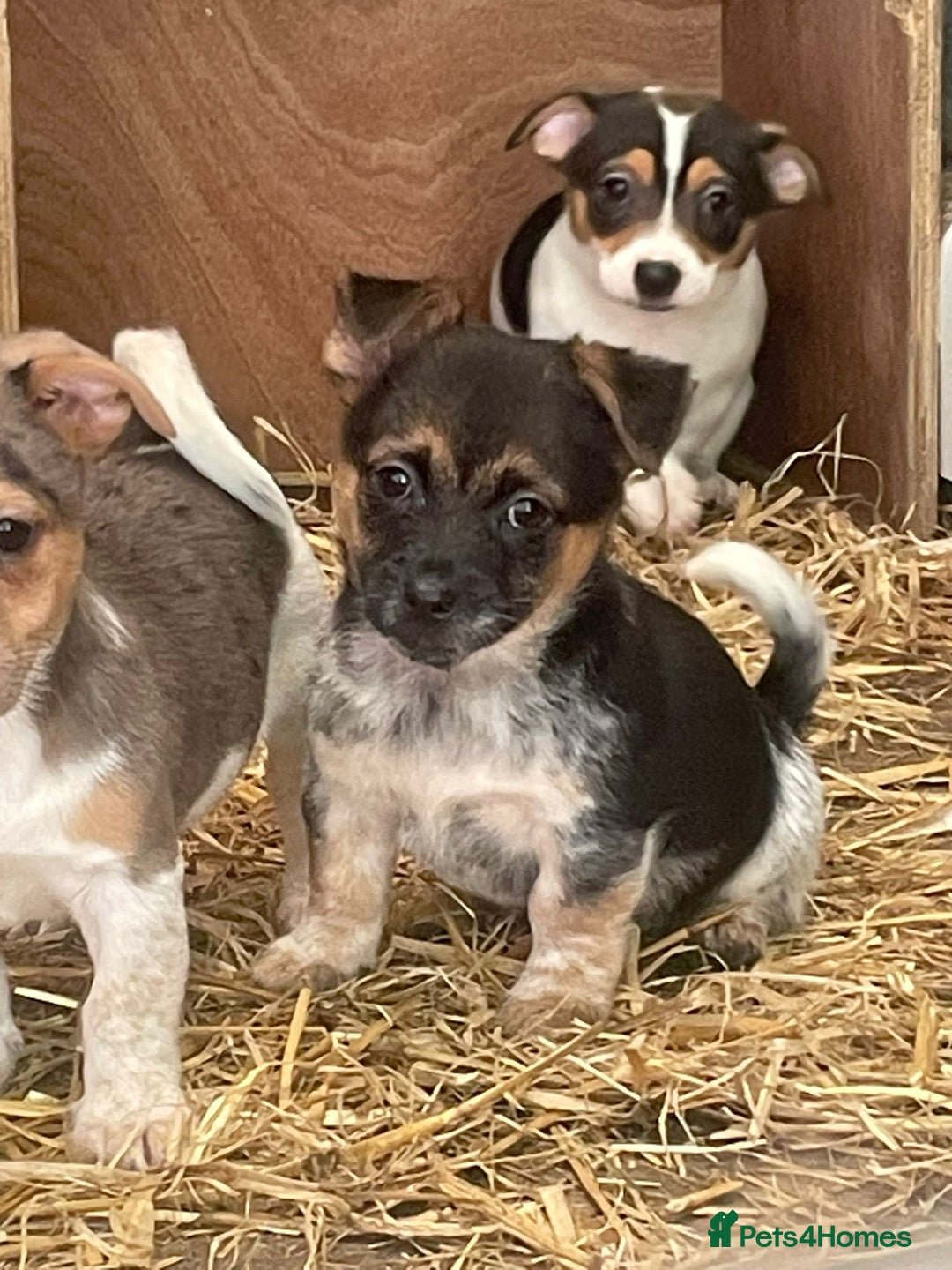 Jack Russell dogs for sale: Jack Russell puppies - Image 20