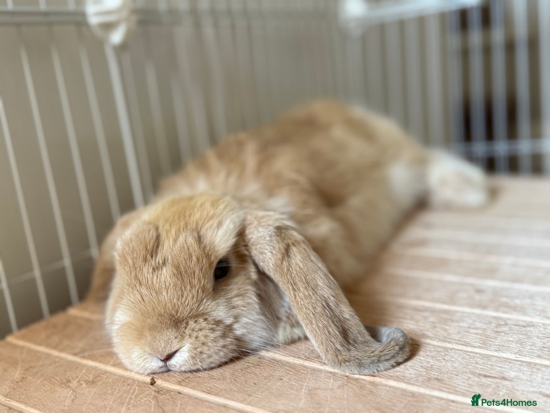 Mini Lop rabbits for sale: 2 beautiful male mini lops with full setup - Image 4