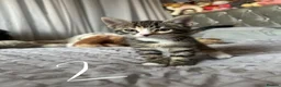 Mixed Breed cats for sale: Beautiful Bengal Cross Kittens - Advert 15