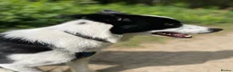 Border Collie dogs for sale: Beloved Border Collie  - Advert 6
