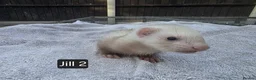 Ferret rodents for sale: New Kits Ready To Go  - Advert 5