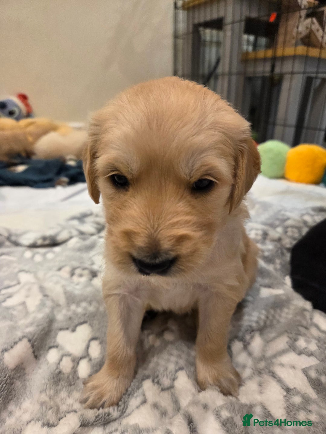 Golden Retriever dogs for sale: KC registered Beautiful Golden retriever puppies  - Advert 37