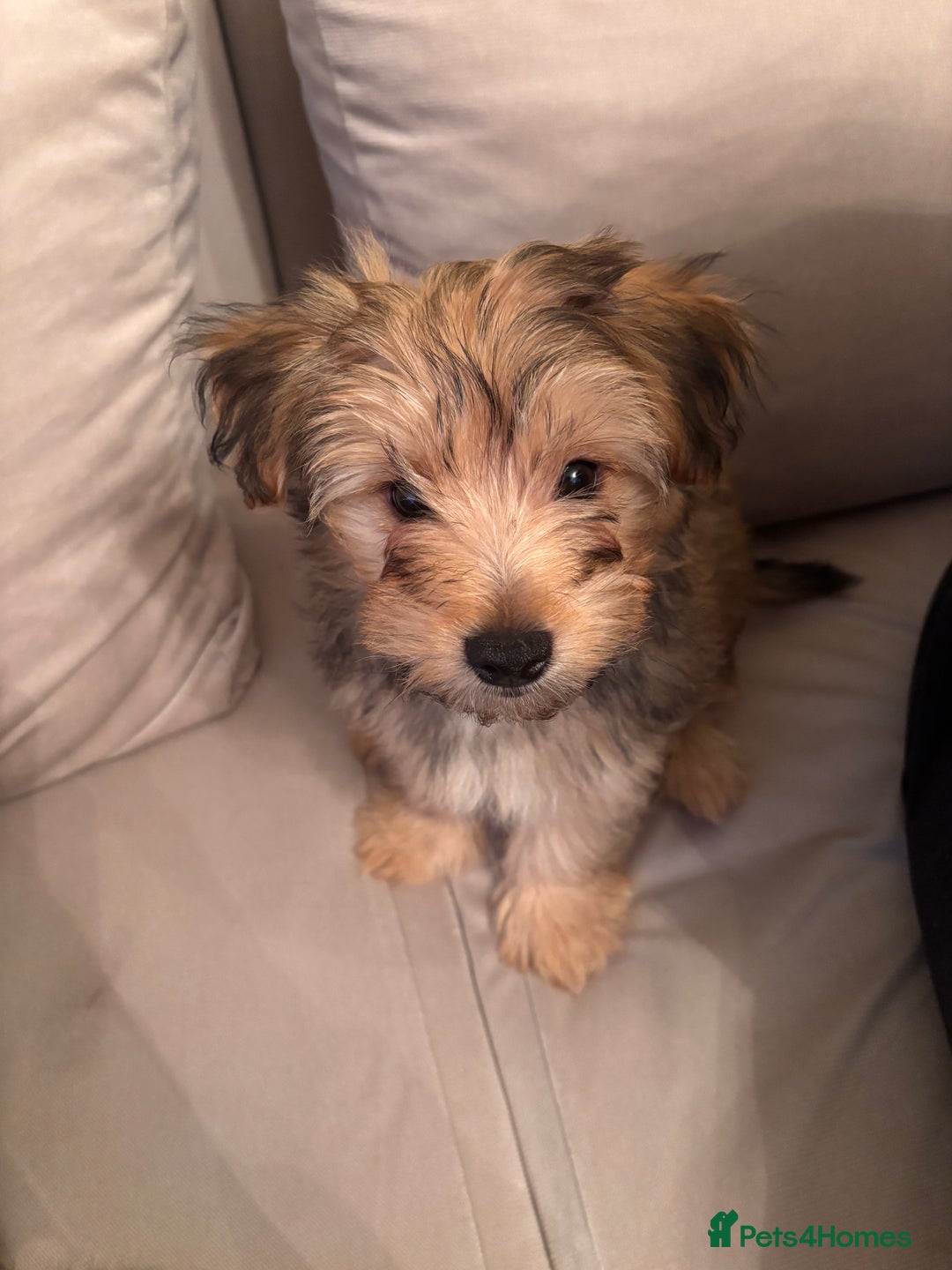 Yorkshire Terrier dogs for sale: Yorkshire Terrier 2 boys left  - Advert 1