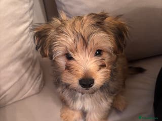 Yorkshire Terrier dogs Yorkshire Terrier 2 boys left - Advert 1