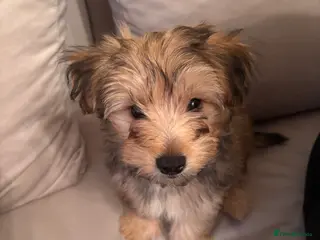 Yorkshire Terrier dogs Yorkshire Terrier 2 boys left - Advert 10