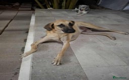 Mixed Breed dogs for adoption: Bobi! - Image 3