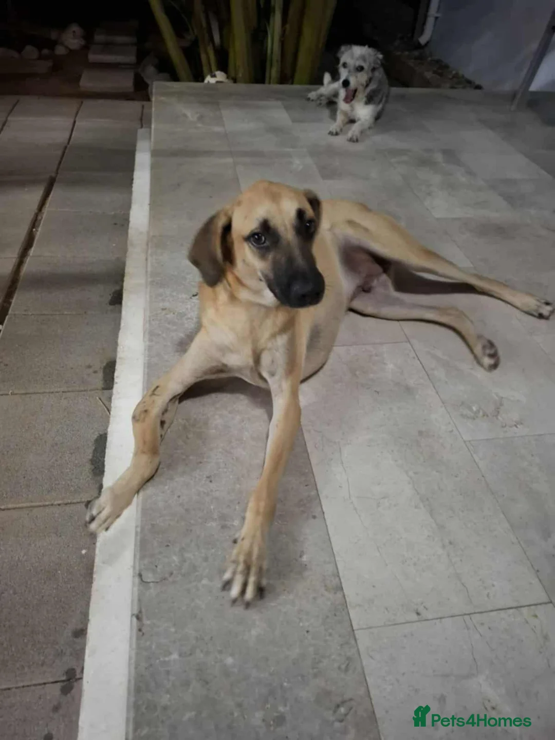 Mixed Breed dogs for adoption: Bobi! - Advert 3