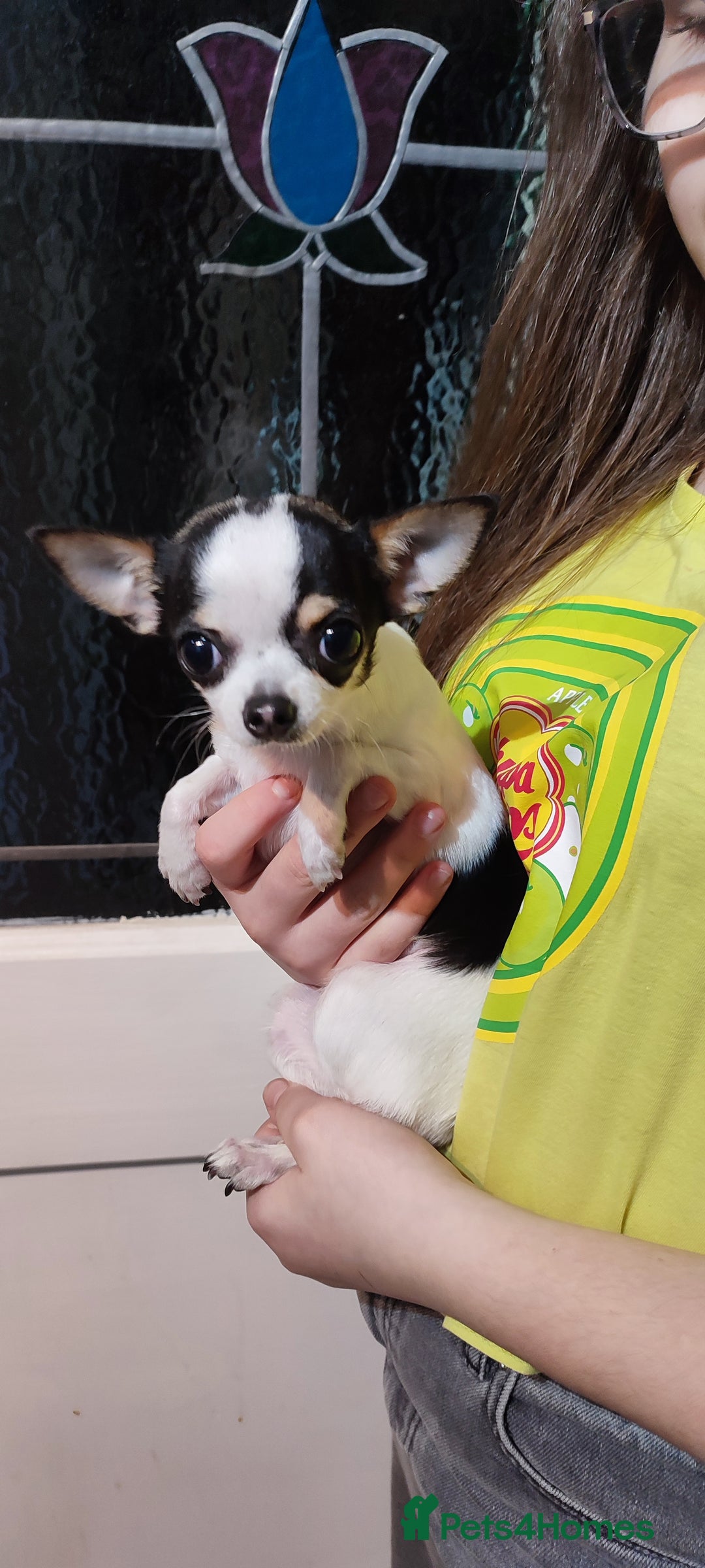 Chihuahua dogs for sale:  Tiny dog chihuahua - Advert 18