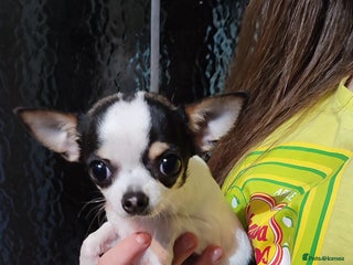 Chihuahua dogs Tiny dog chihuahua - Advert 5