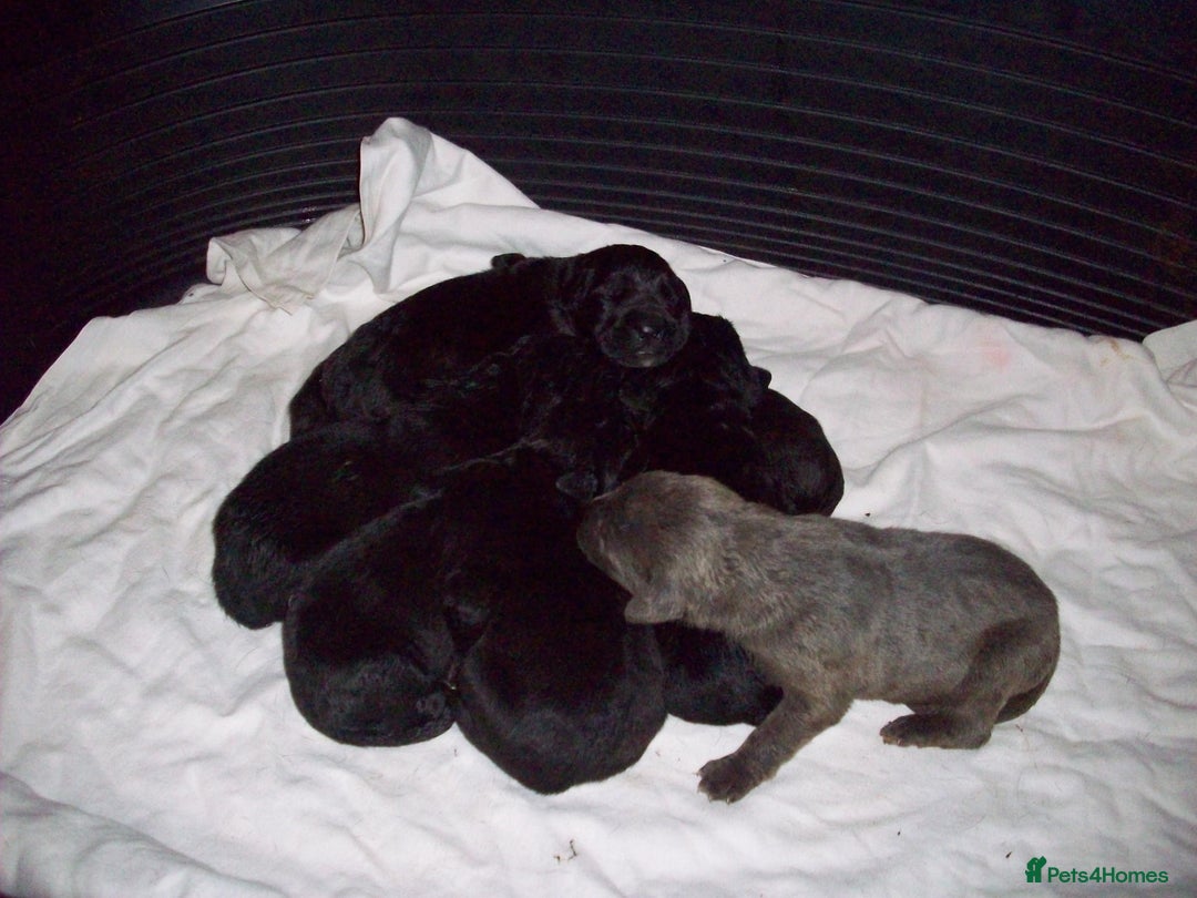 Cane Corso dogs for sale: Beautiful Cane Corso puppies for sale. - Advert 11