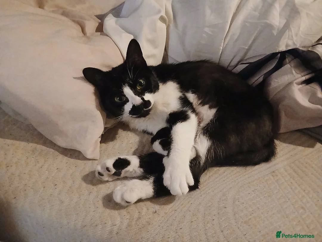 British Shorthair cats for sale: Meet my Millie  - Advert 2