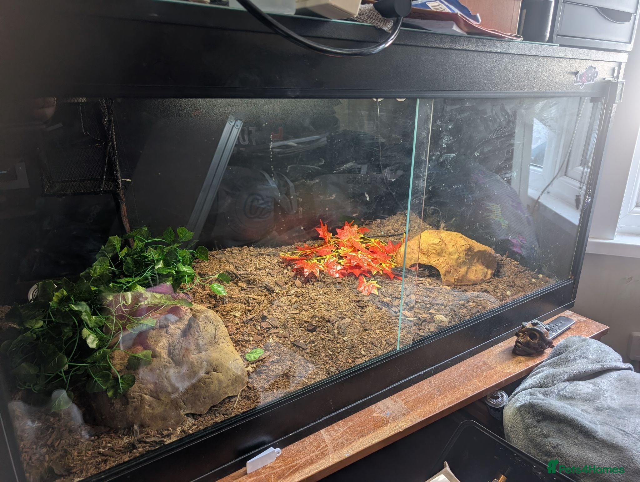 Python Snake reptiles Royal \ Ball python  - Advert 2