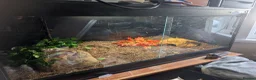 Python Snake reptiles for sale: Royal \ Ball python  - Advert 2