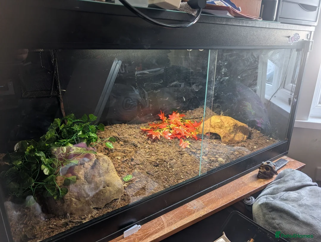 Python Snake reptiles for sale: Royal \ Ball python  - Advert 2