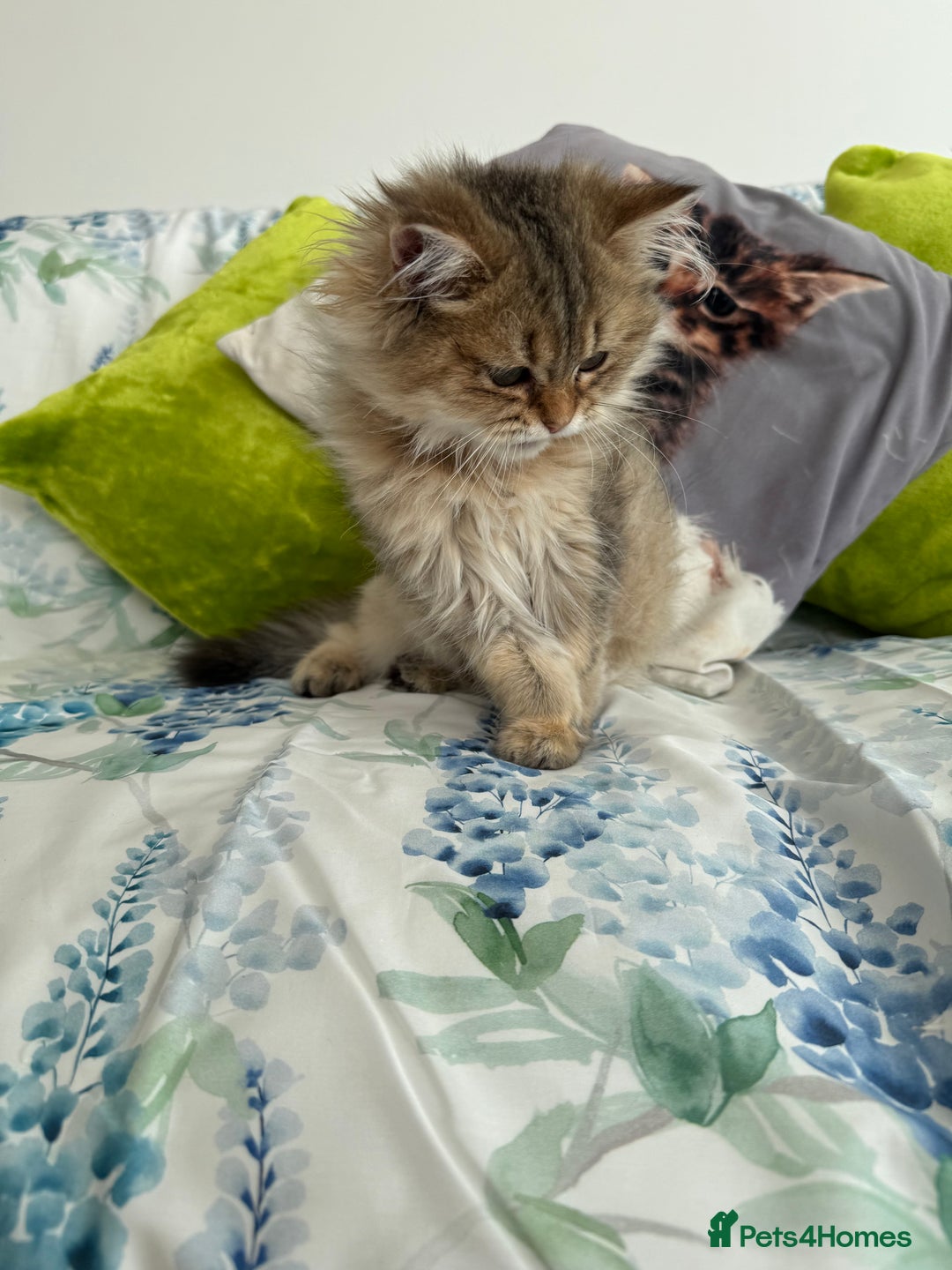 British Longhair cats for sale: Last British Longhair kitten  - Advert 7