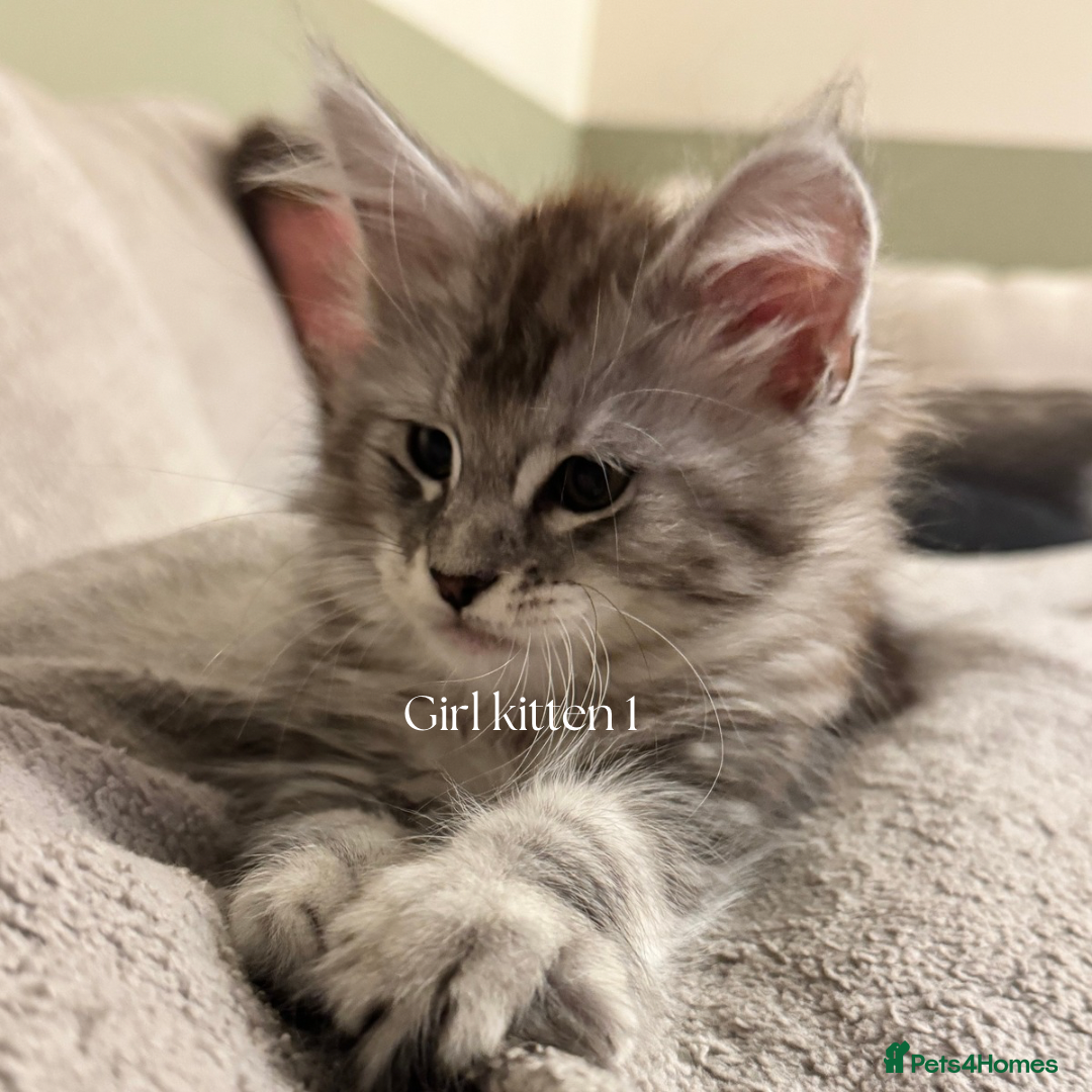 Maine Coon cats for sale: Pure brew fluffy mainecoon kittens  - Image 5