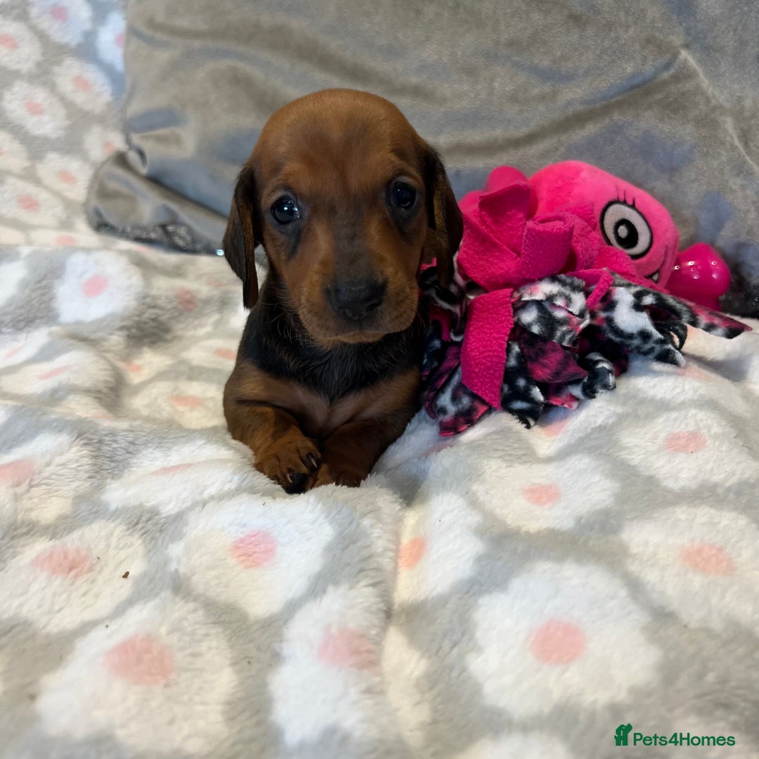 Dachshund dogs for sale: Standard smooth dachshunds from champion parents - Image 14