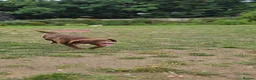 Labrador Retriever dogs for sale: Black Labrador retriever puppies  - Advert 16