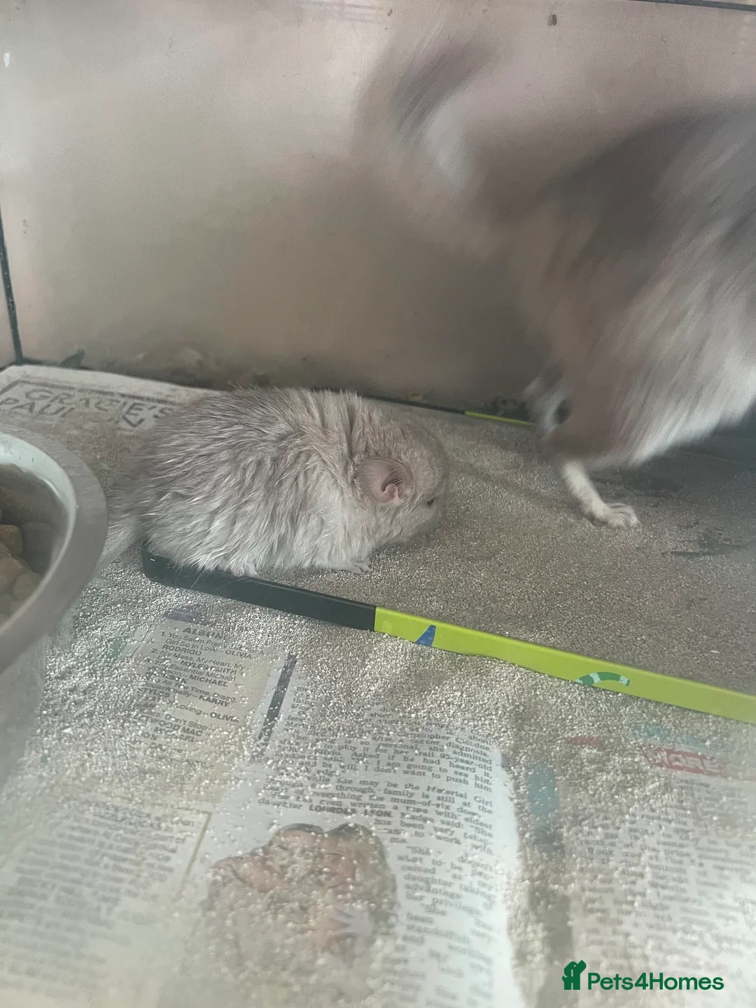 Chinchilla rodents for sale: Baby Chinchilla - Advert 2