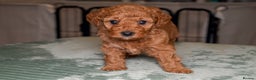 Poochon dogs for sale: Beautiful Red Poochon Puppies – Family Home Raised - Advert 9