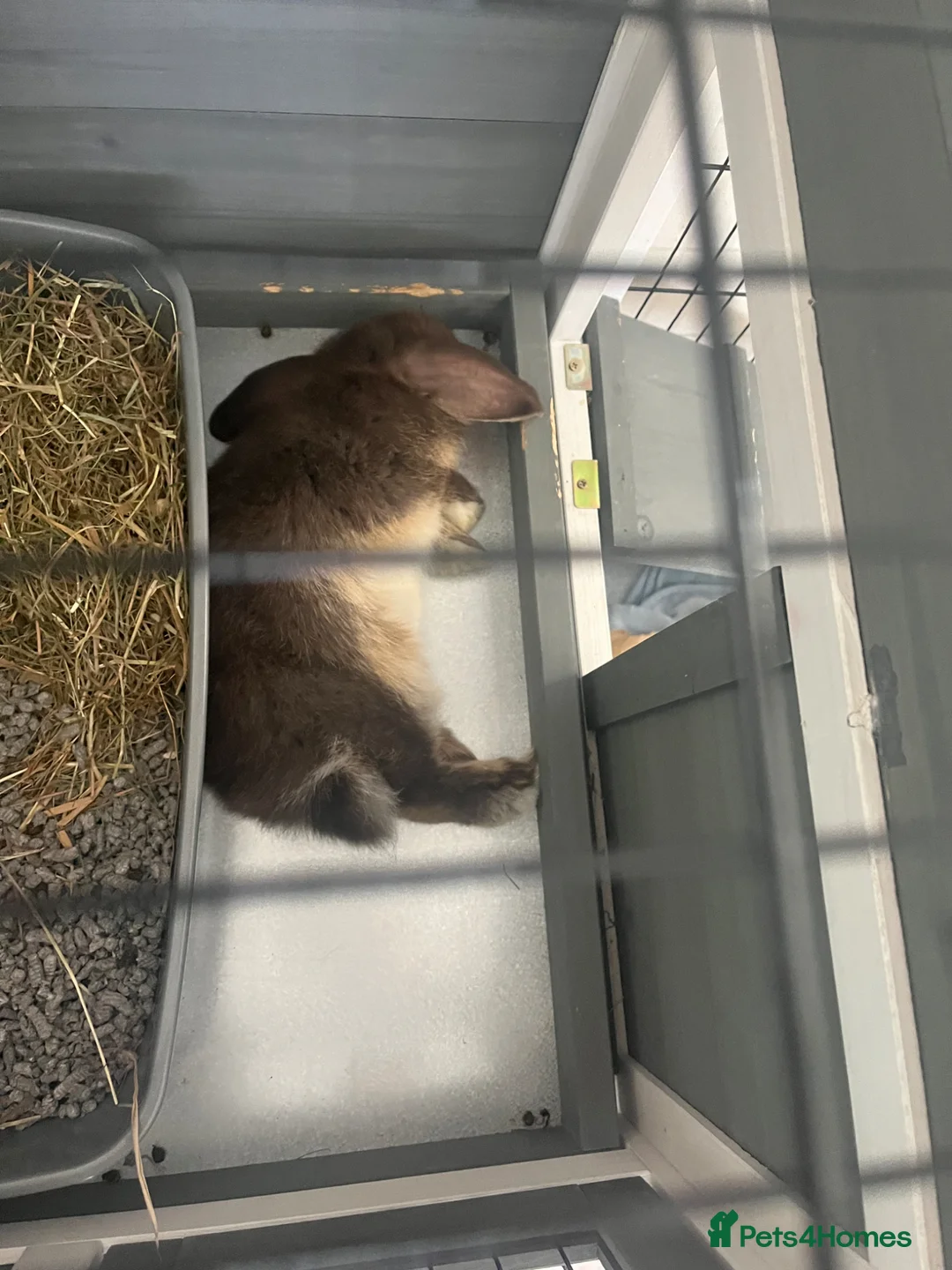 Mini Lop rabbits for sale: Mini Lop rabbit grey and white - Advert 4