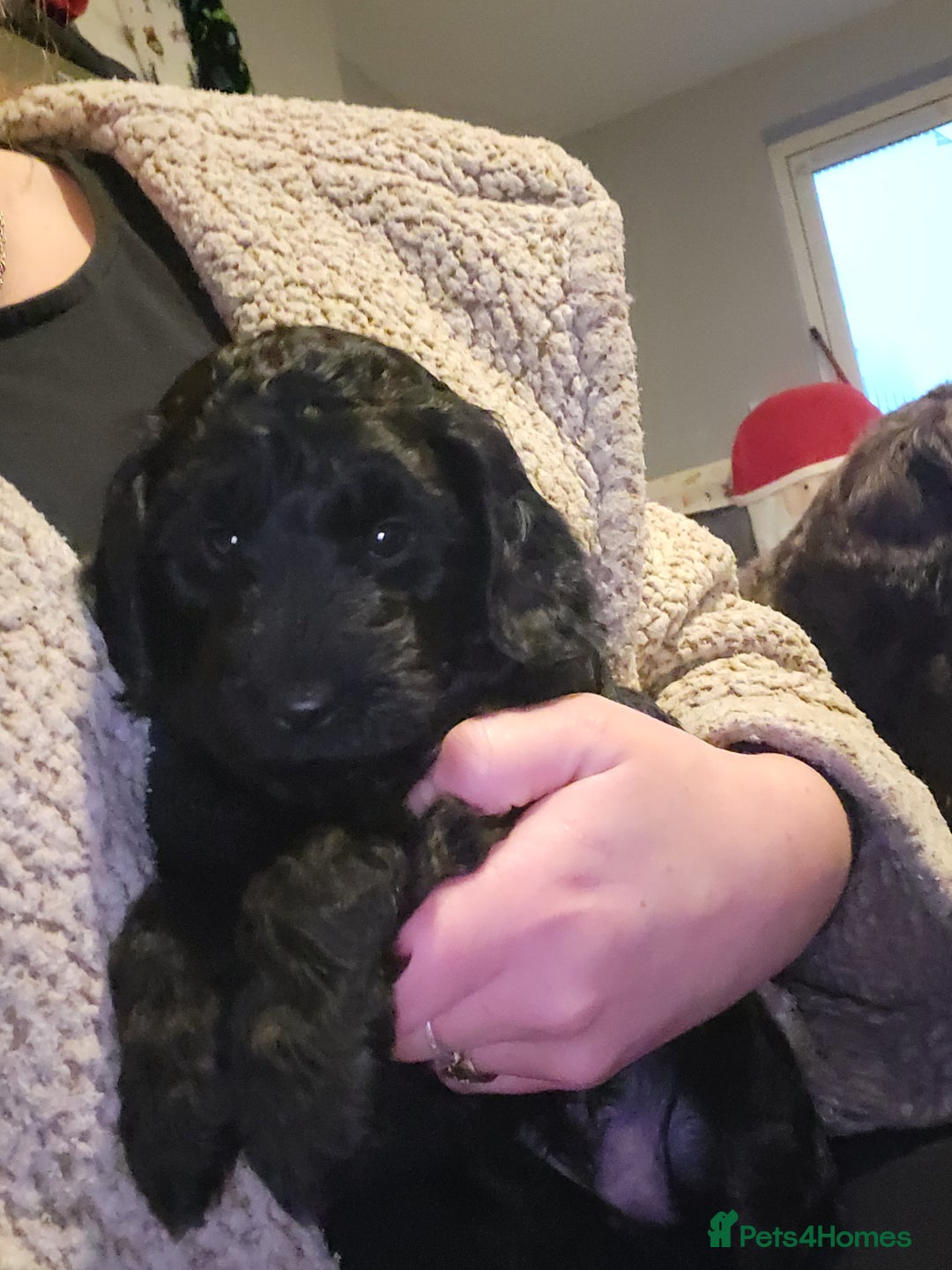 Cockapoo dogs for sale:  1 TOY F1B COCKPOO READY TO LEAVE FRIDAY!  - Advert 2