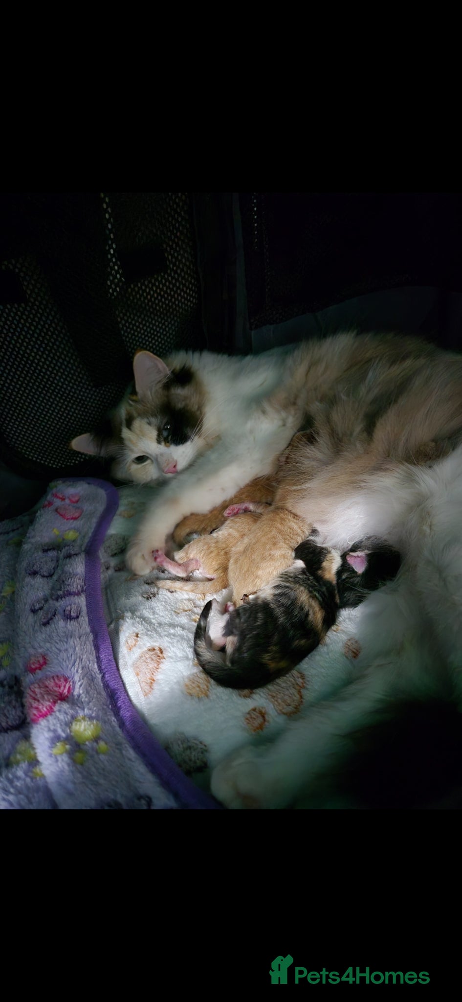 Ragdoll cats Ragdoll/Tabby - Advert 2