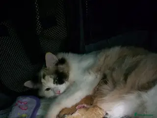 Ragdoll cats Ragdoll/Tabby - Advert 2