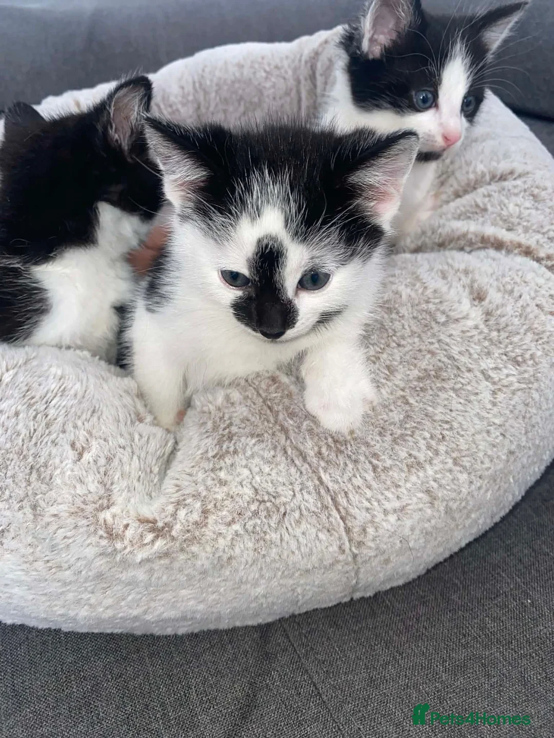 Domestic Shorthair cats for sale: Domestic short hair cats  - Advert 5