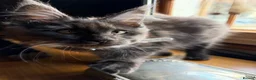 Maine Coon cats for sale: Stunning Black Smoke Boy Available Again - Advert 8