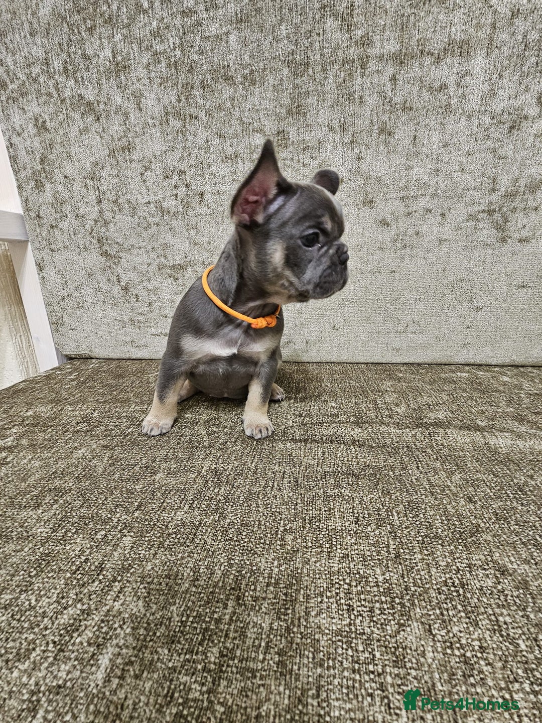 French Bulldog dogs for sale: DISCOUNT AVAILABLE FOR SERIOUSLY INTERESTED BUYERS - Advert 21