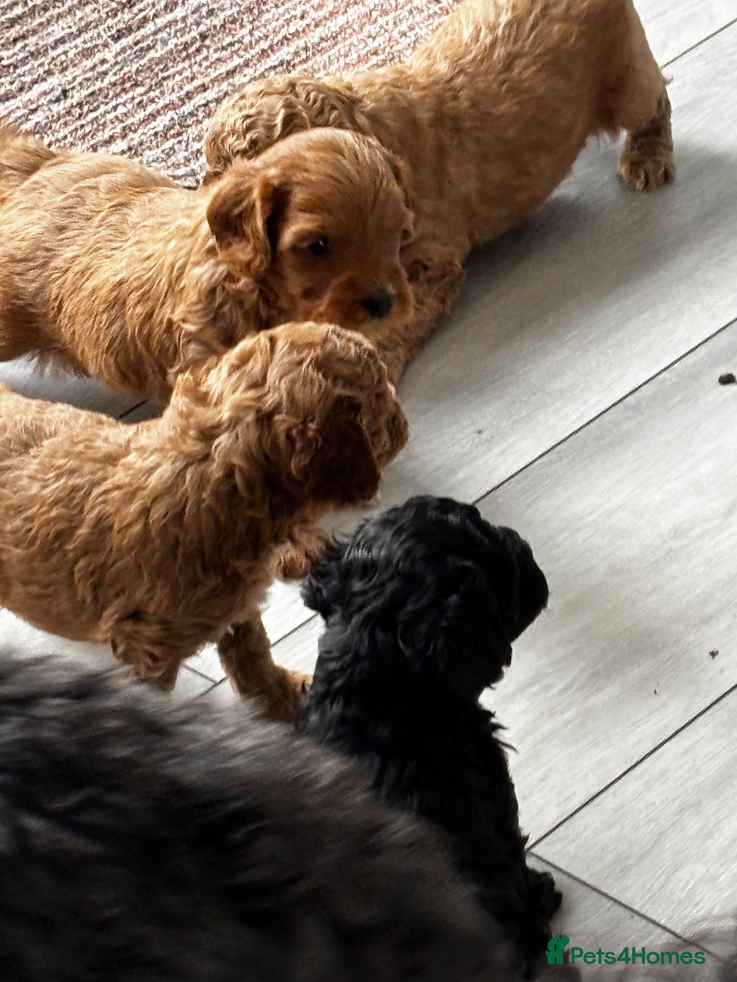 Cavapoo dogs Beautiful chunky fluffs available very soon - Advert 2