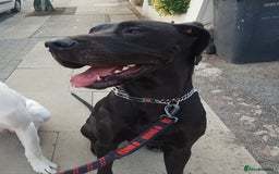 Great Dane dogs for sale: Great Dane Pet share  - Image 2