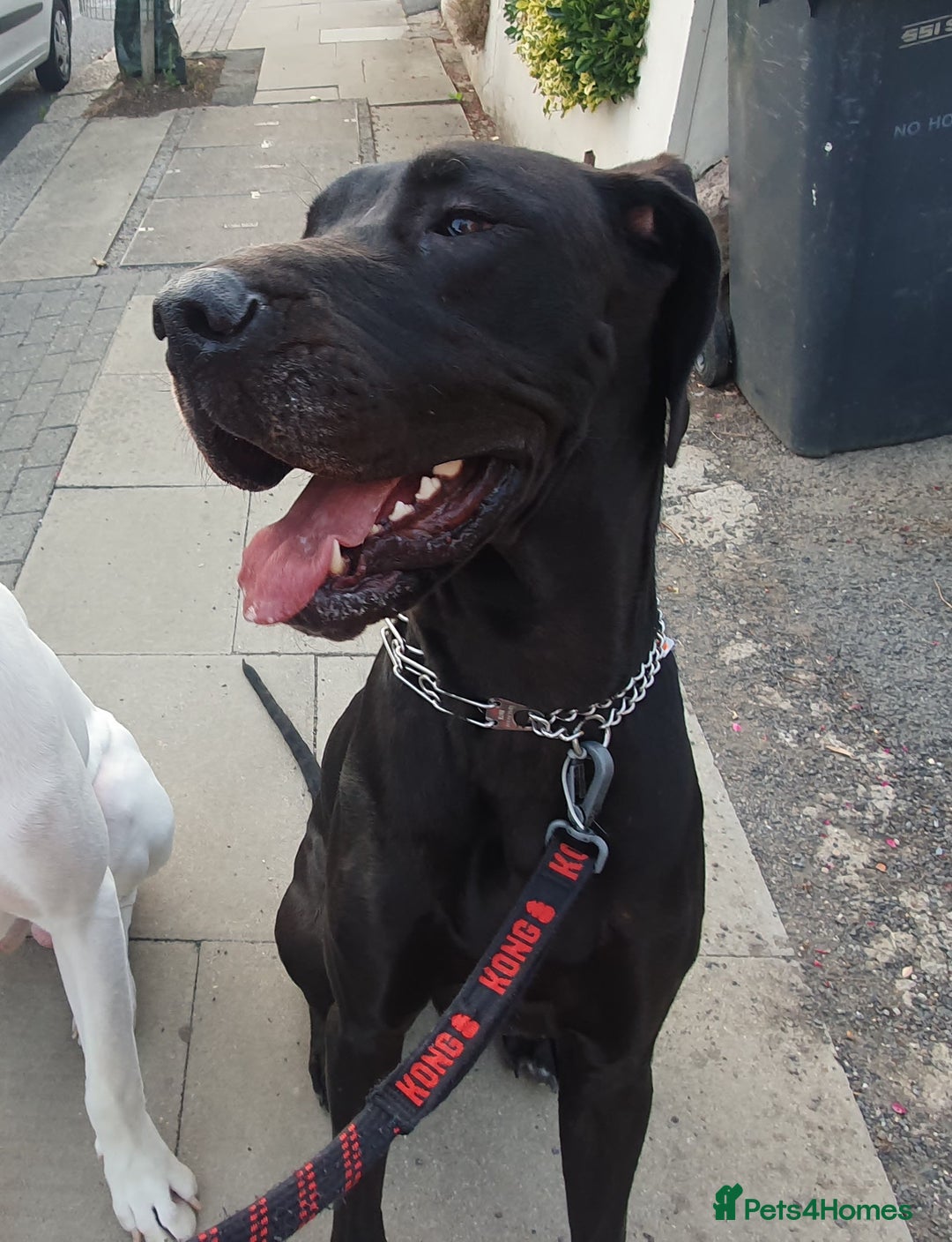 Great Dane dogs for sale: Great Dane Pet share  - Image 2