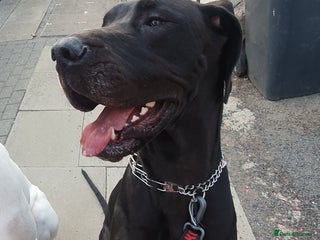 Great Dane dogs - Advert 28