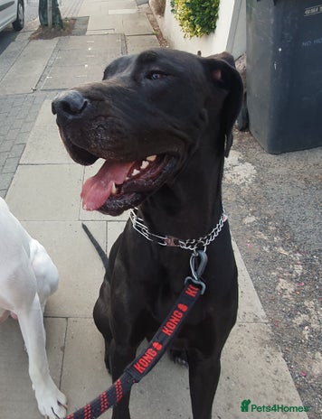 Great Dane dogs - Advert 3