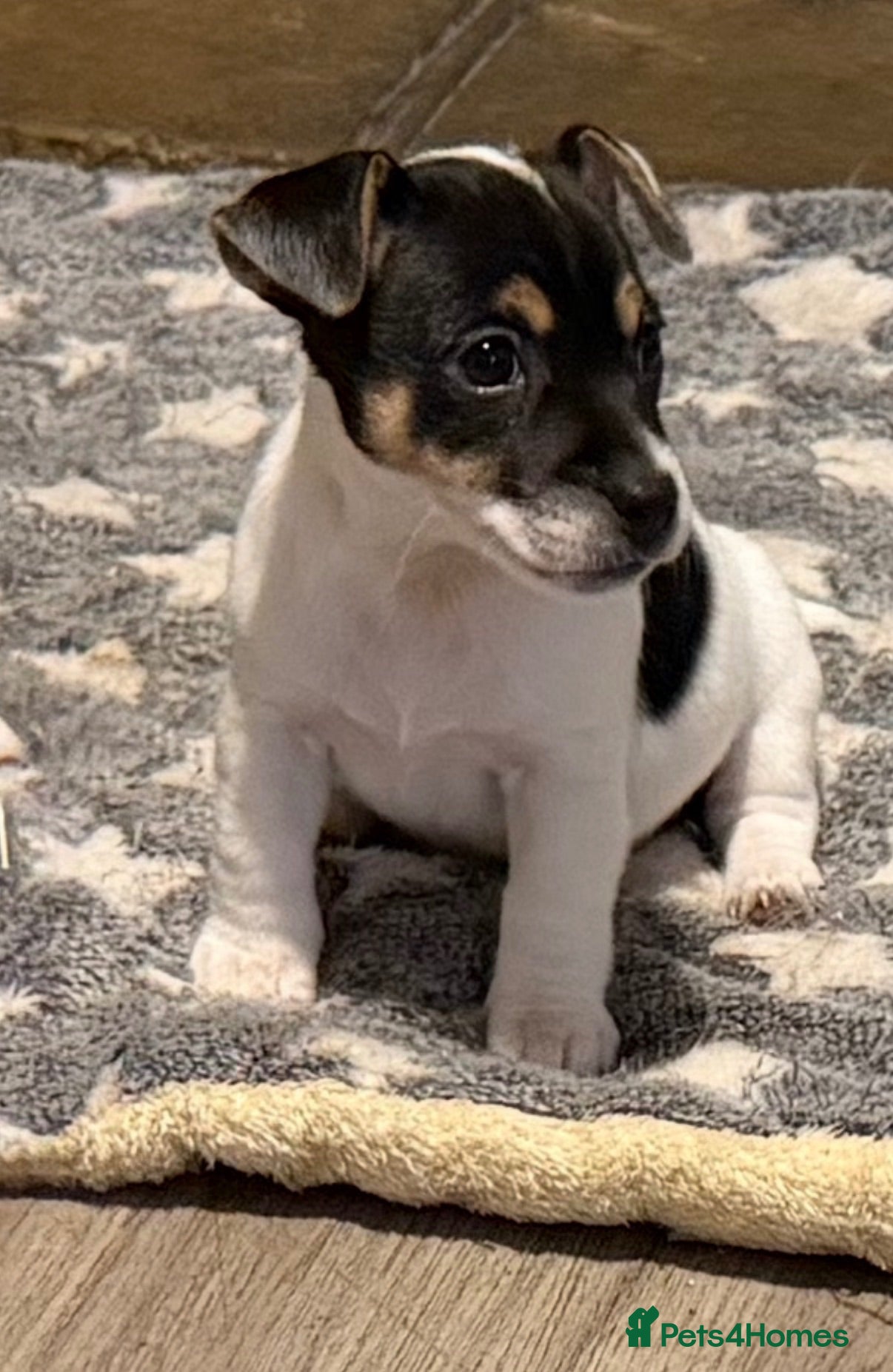 Mixed Breed dogs 3/4 Jack Russell puppies  - Advert 2