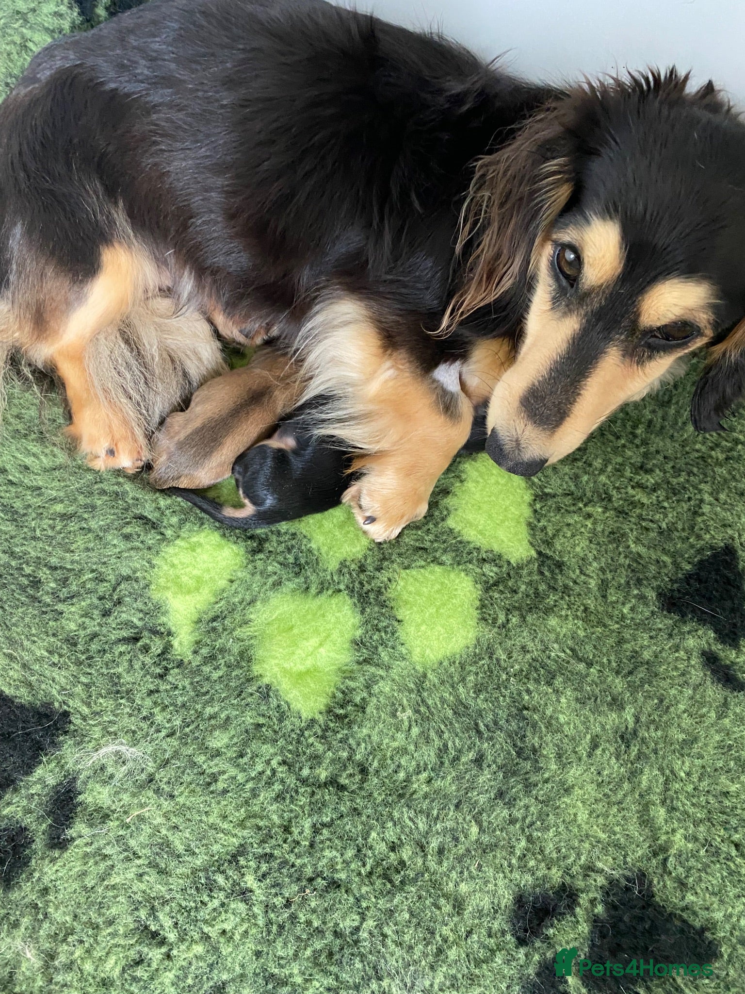 Miniature Dachshund dogs Longhair miniature dachshunds - Advert 1