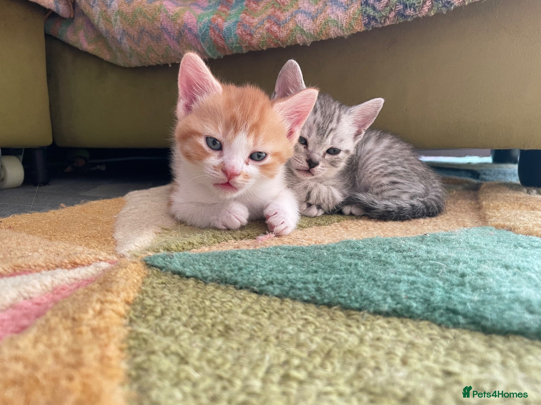British Shorthair cats 4 beautiful British shorthair mixes.  - Advert 5