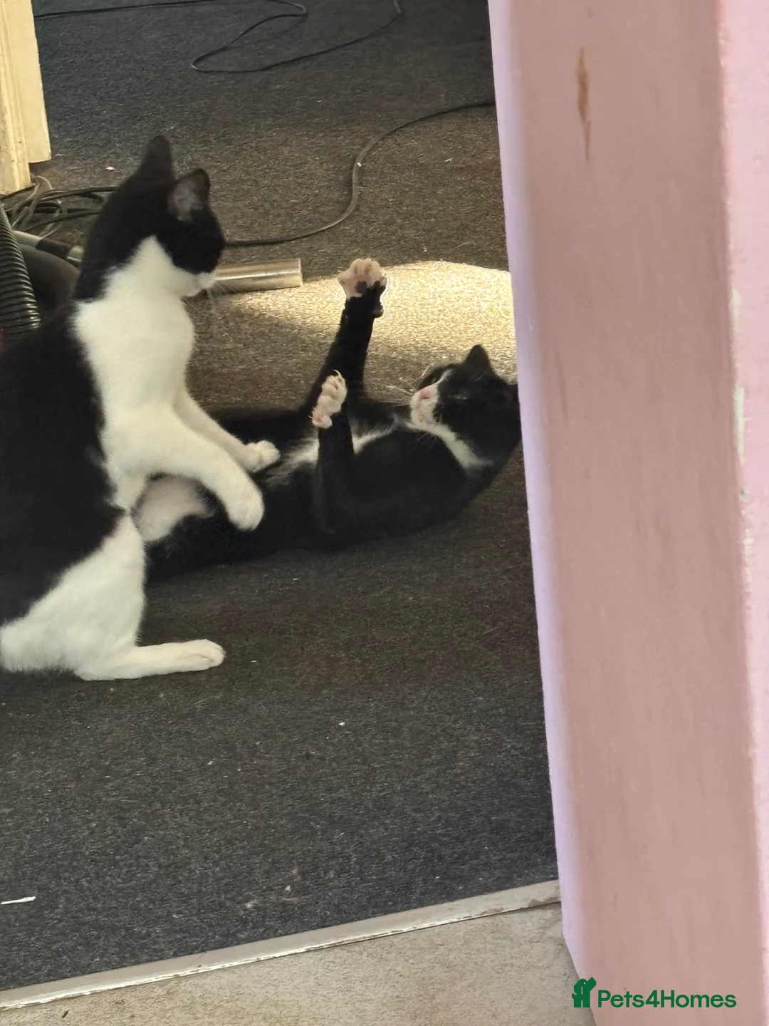 Mixed Breed cats for sale: Two female house cats  - Advert 5