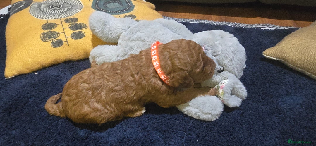 Cockapoo dogs for sale: Adorable cockapoo  - Image 5