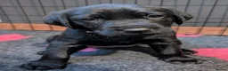 Labrador Retriever dogs for sale: **Only 1 left** KC Registered Labradors  - Advert 16