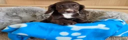 Cocker Spaniel dogs for sale: Amazing Working type Cocker Spaniels - Advert 27