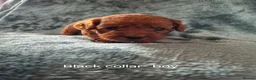 Cockapoo dogs for sale: Cockapoo puppies - Advert 4