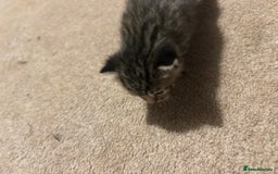 Mixed Breed cats for sale: Beautiful kittens  - Image 10