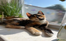 British Shorthair cats for sale: 2 Beautiful female Kittens - Image 6