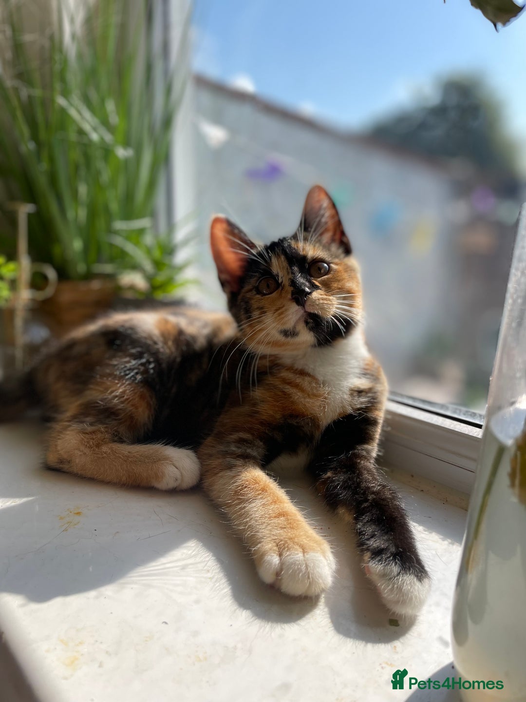 British Shorthair cats for sale: 2 Beautiful female Kittens - Image 6